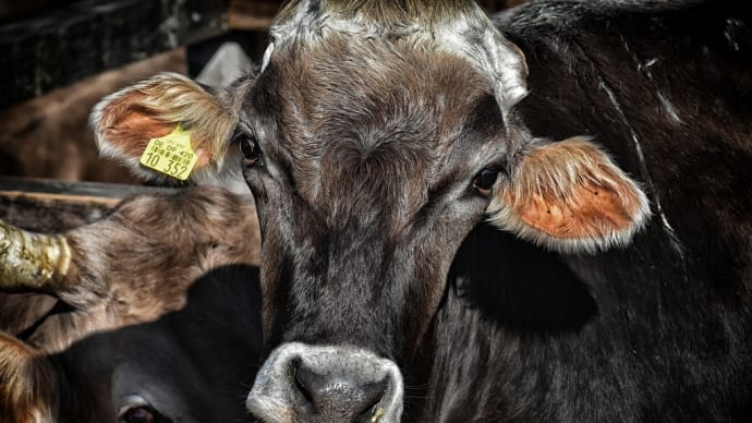 【スミ・ジョー:ドナ・ドナ&日曜はダメよ】 牛が高速道路を逃走🐂かっこよすぎる凄腕カウボーイの追跡劇