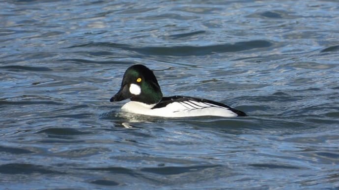 いつものように今津で鳥見!(シノリガモとホオジロガモ、クロツラヘラサギと!)