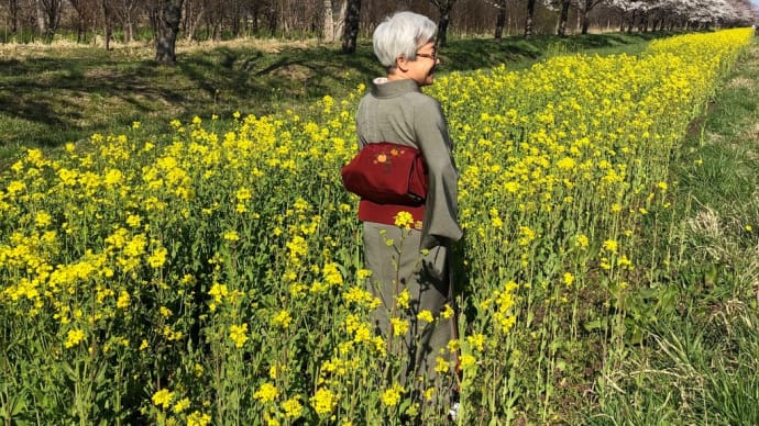 “2022”秋田の桜、どうぞ💕