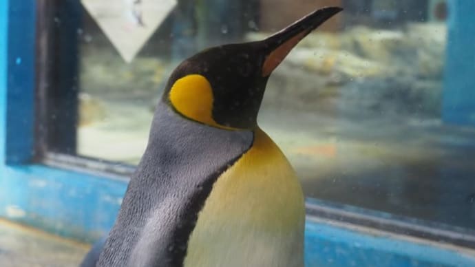 ペンギンのびっくり首