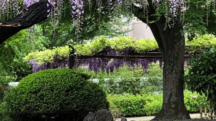 群馬県 前橋市 須賀の園 藤の花 藤 満開 入園無料