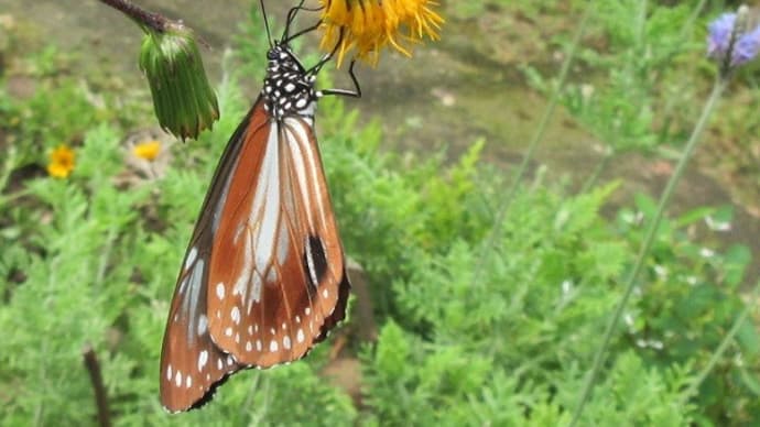 スイゼンジナの花にアサギマダラ