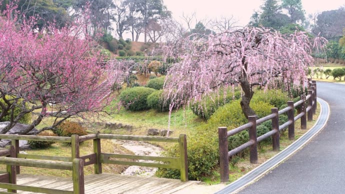梅花で埋まる日本庭園