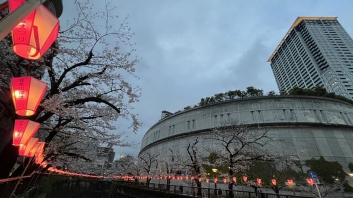 2025 目黒川 桜散策No5