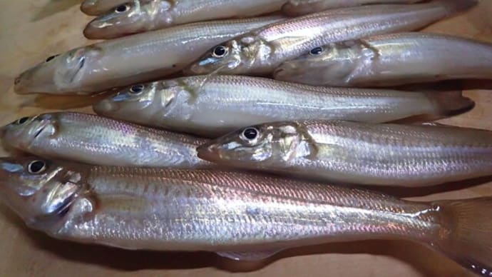 また海に出掛けちゃった