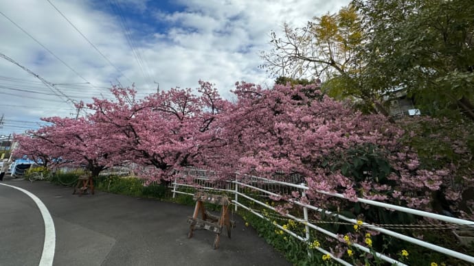 家の近くの河津桜が満開！