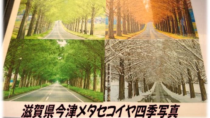 メタセコイヤ🌴🌴並木の先にはマキノ高原(滋賀県今津)レストラン赤坂ランチも、いい感じ
