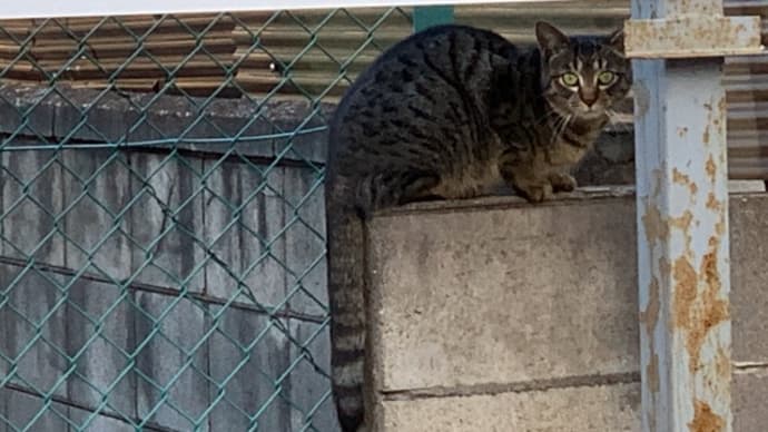 猫三昧 Cat-loving - ビックリめ surprising eyes