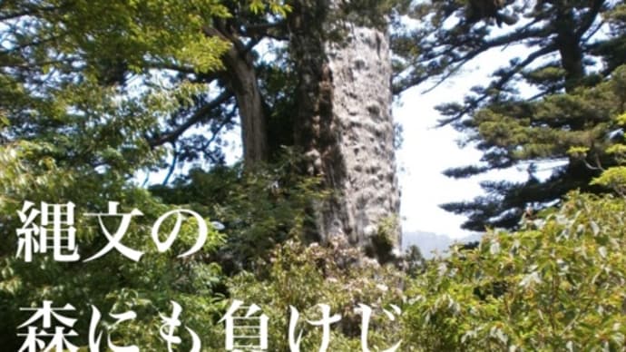 屋久杉