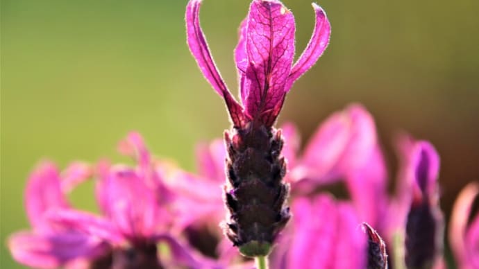 花壇のお花を撮る