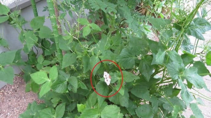 ユウマダラエダシャク?(富山市)
