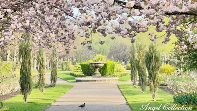 ロンドンの桜