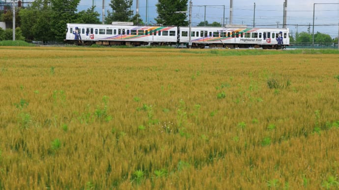 線路わき雑草伸びし麦畑