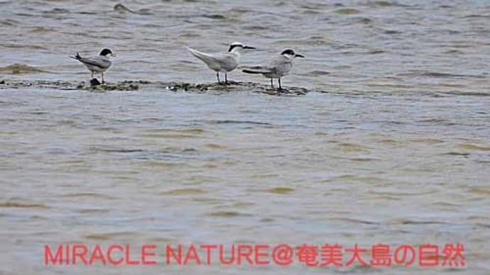 大瀬海岸の鳥見:コアジサシ、エリグロアジサシ、?