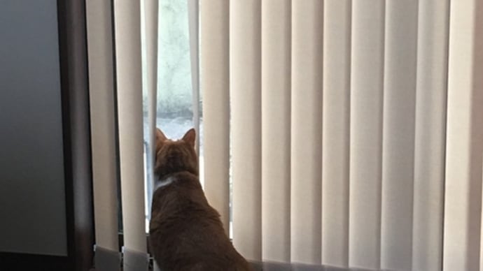 覗き見する猫
