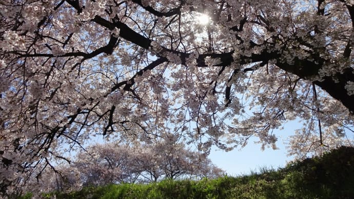 春景色 2023 (16) 黒沢川の桜並木 (3)