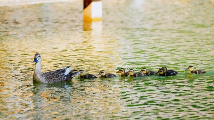カルガモのヒナが順調に成長しています!その2(板橋区立見次公園 2024.6.16撮影)