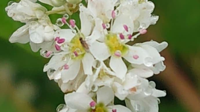 ☆そばの花