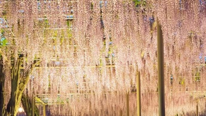 満開の藤を追いかけて vol.2 (愛知県 天王川公園)