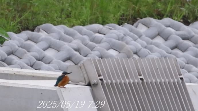 カワセミ探し&散歩