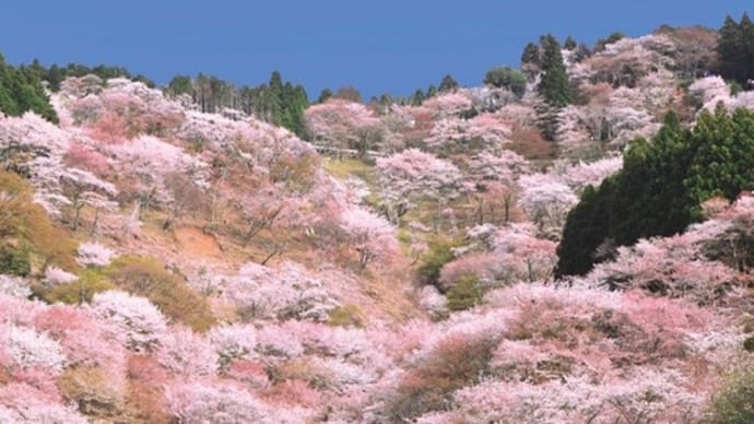吉野の桜【奈良県】