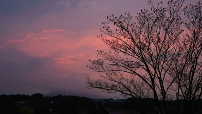 雨予報 鹿児島市郊外の秋桜 2019/10/23 (鹿児島)