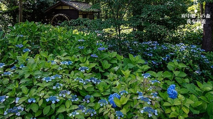 郷土の森、水無月。