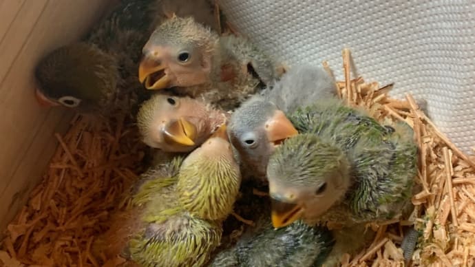 ワタワタ過ぎる?コザクラインコ雛ちゃんとボタンインコ雛ちゃん