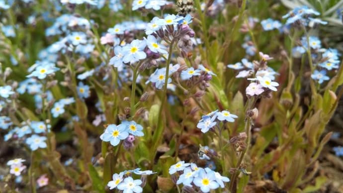 山に花を見に行けないので...