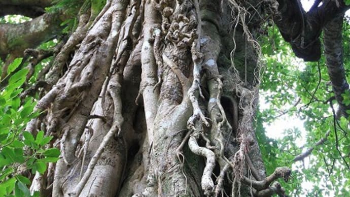 奥神社のアコウの大木(種子島)