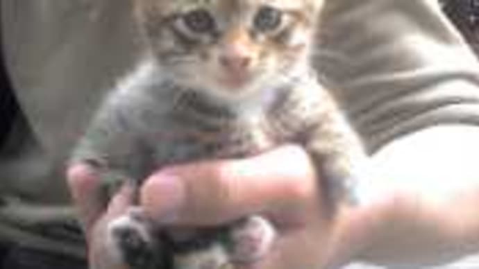 アイヌコタンの子猫