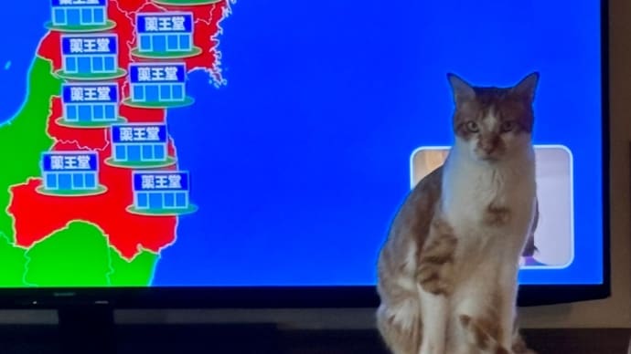 4月30日 テレビ前を占拠するニャンズ
