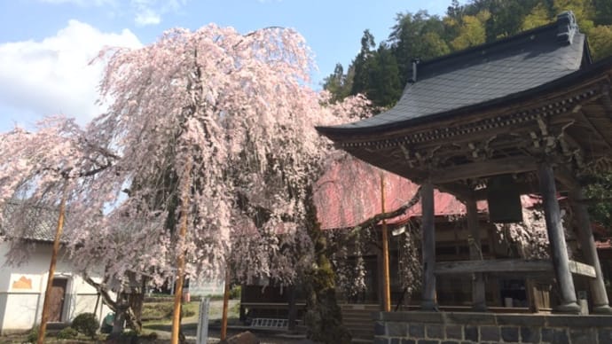 円光寺の枝垂れ桜