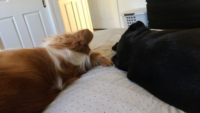 犬、ジャマを嫌う
