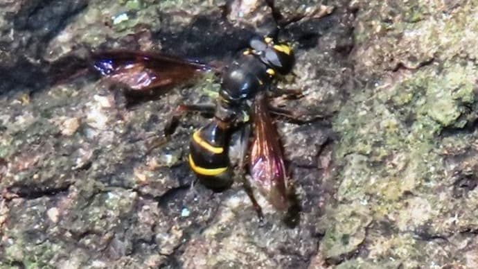 錦織公園・更に続き