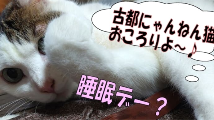 睡眠デー🐈ねんネココロリよ~♪・・zzz~人間睡眠意識で変わる健康~To春にゅう麺