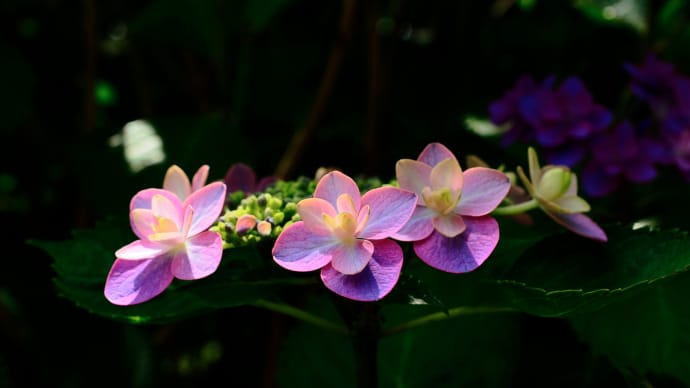 ❹花しょうぶの彩りを楽しむ油ヶ淵の水辺と応仁寺