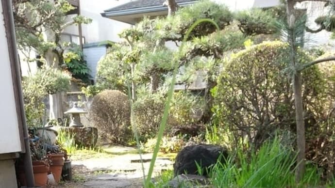 3月30日の花