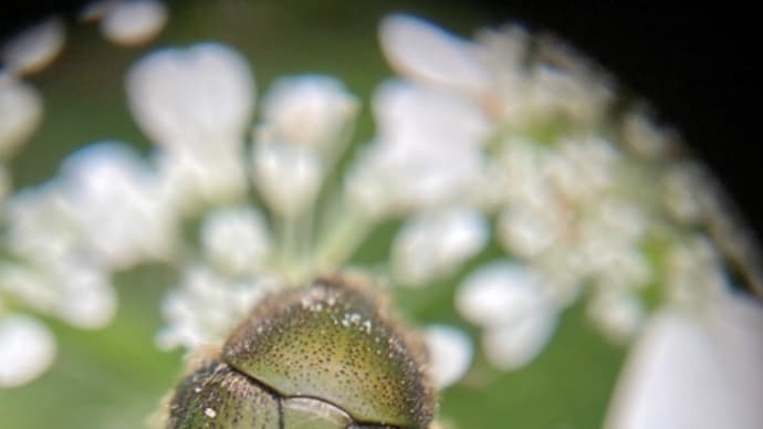 虫眼鏡