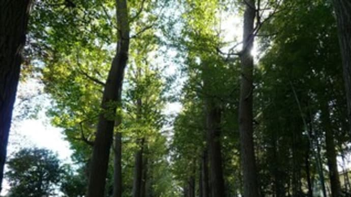 大田黒公園の秋色