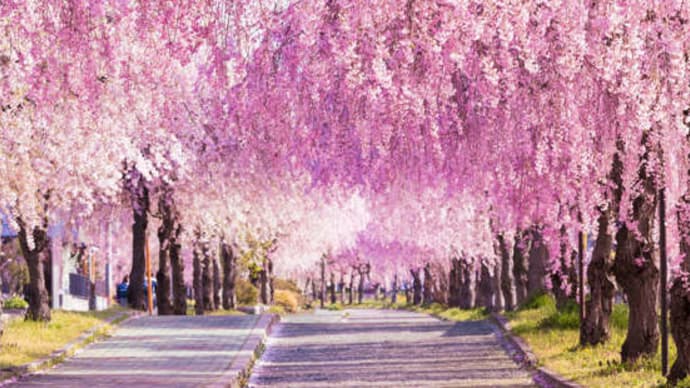 いよいよ春本番！満開の桜を堪能できるお花見名所17選　2022年4月1日（金）