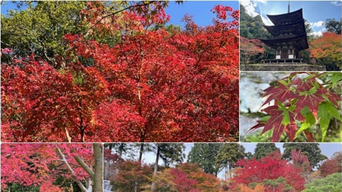 湖東三山の紅葉🍁