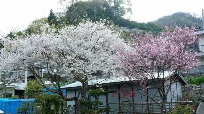とびしま海道　下蒲刈の桜情報
