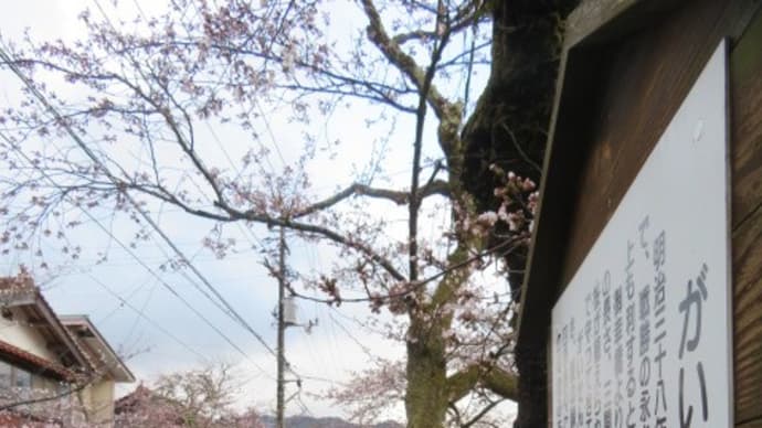 がいせん桜