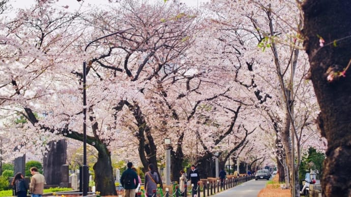 桜の季節まっ盛りですね！