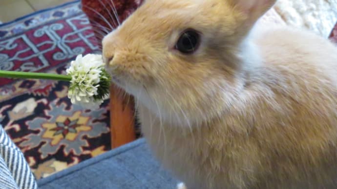 うさぎ学長!わちゃまる君!(その31)クローバーの花だよ、わちゃまる君