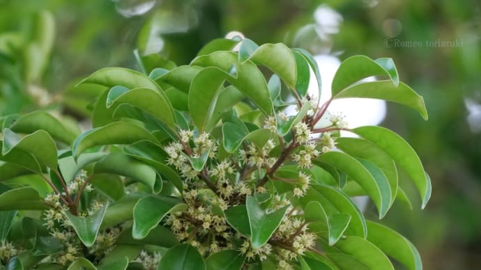この木何の木? 何の花?