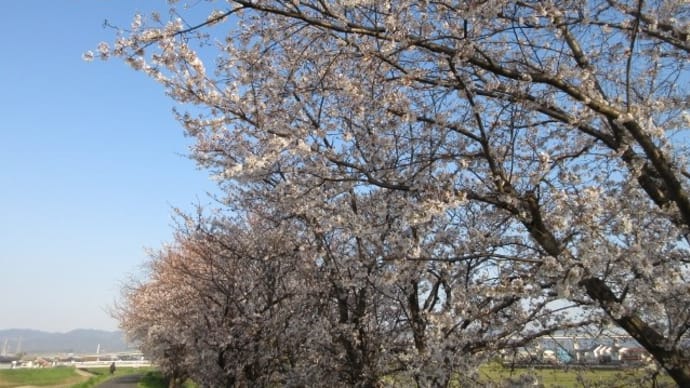 2021/03/26　院内感染　面塚公園の桜満開
