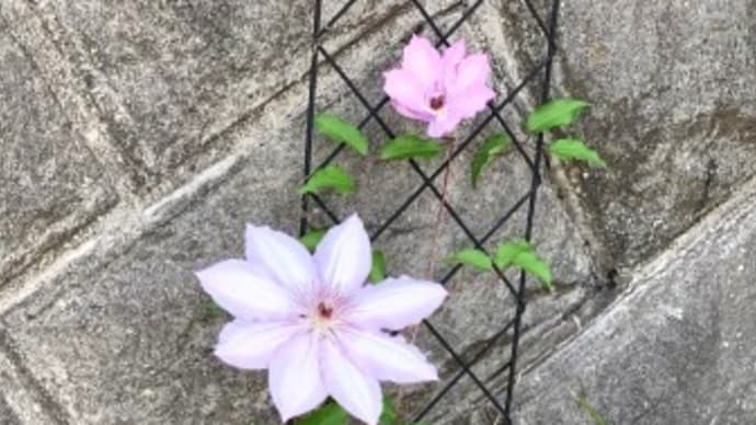 咲き揃った~