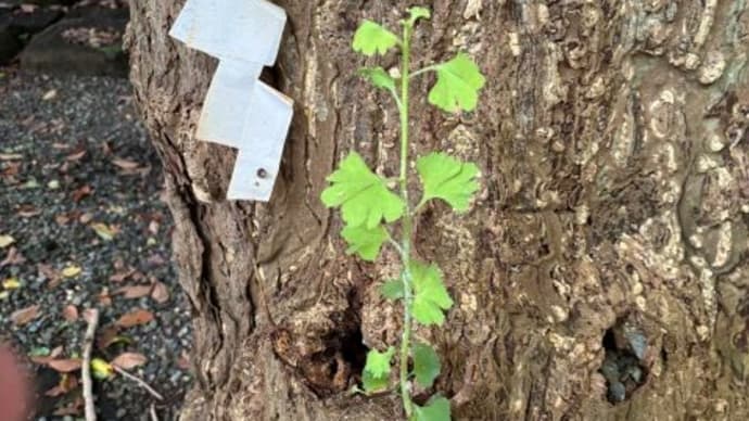 1本のイチョウの木に雄の葉と雌の葉が?!